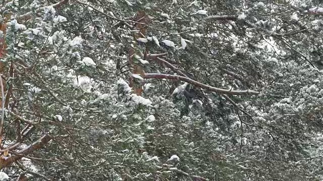 松树林下大雪。冬季自然背景