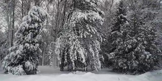 森林里的雪树