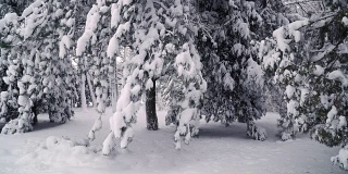 森林里的雪树