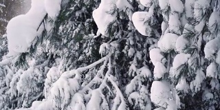 雪从树枝上落下