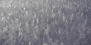 冰冻的雪花形成。冰冻的水晶体覆盖在寒冷的雪地上