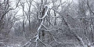 一场暴风雪后被折断的树。