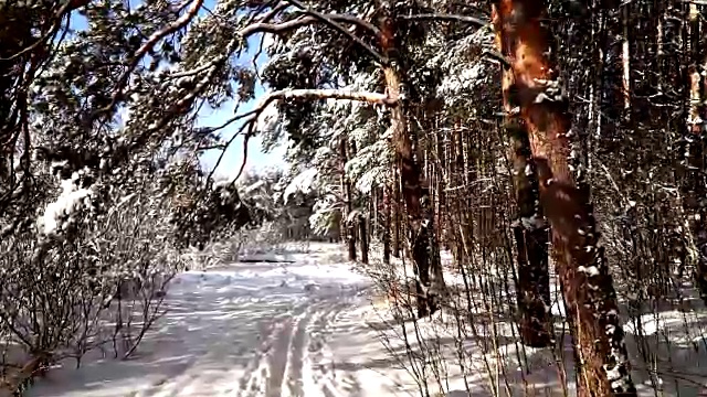 在白雪皑皑的森林里沿着小路走。稳定的框架pov射击。阳光明媚的一天。