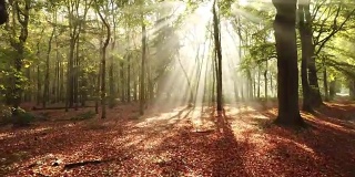 飞行通过神奇的秋天森林与树木和雾蒙蒙的背景- 4K