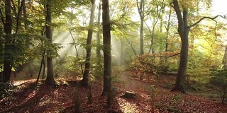 飞行通过神奇的秋天森林与树木和雾蒙蒙的背景- 4K