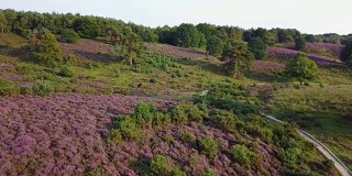 图为荷兰波斯班克韦路威国家公园里盛开的紫色石南花
