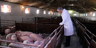 兽医在小猪农场