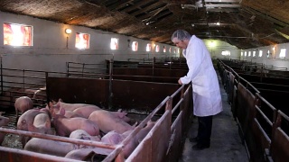 兽医在小猪农场视频素材模板下载