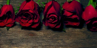 多莉拍摄的红玫瑰是美丽的花为爱的意义，在情人节，可用于家庭装饰，复制空间。