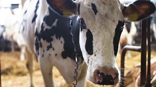 牛棚农业中吃干草的牛。农场谷仓里的奶牛。