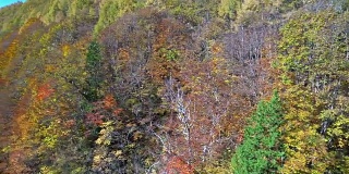 摇摄:日本福岛相珠松的中津川桥与秋红叶林