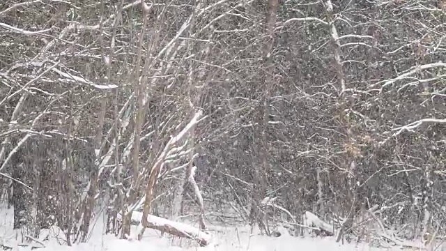 松树林下大雪。冬季自然背景