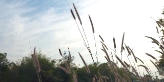 草花草甸在稻田里采集季节后与蓝天