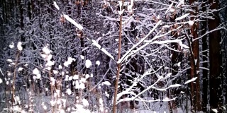 在冬天的森林里透过树枝的全景。