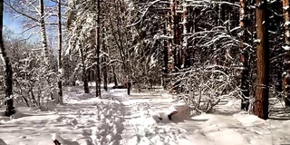 在白雪皑皑的森林里沿着小路走。稳定的框架pov射击。阳光明媚的一天。