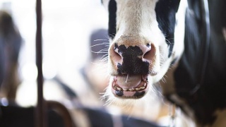 牛棚农业中吃干草的牛。农场谷仓里的奶牛。视频素材模板下载