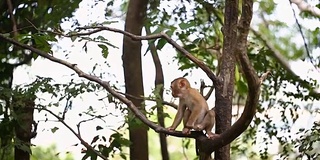 猴子生活在泰国普吉岛的一片天然森林里。