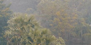 非常强的热带阵雨墙。棕榈树和雨水中的树木
