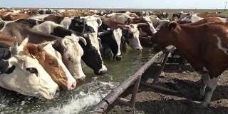 牛在草地上喝水