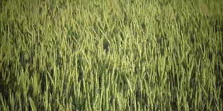 绿色未成熟的小麦秸秆近距离靠近。阳光明媚的日子里，风摇动着田里成熟的麦穗