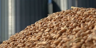 粮仓储存农业，小麦在手