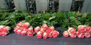 包装前，许多玫瑰躺在运输车上的远景。