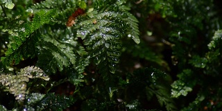 雨点从湿地蕨类植物的叶子上滑落