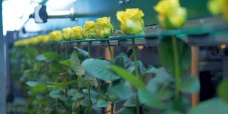 工厂的分拣机用花蕾抓住黄色。