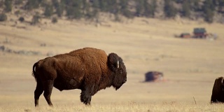科罗拉多草原上的野牛群景观