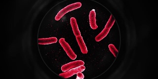 显微镜下的细菌-红色