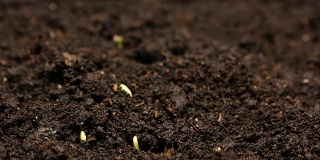 种植豌豆豆种子农业的时间