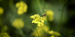 蜜蜂从芥菜花蜜中采集花蜜的慢动作。