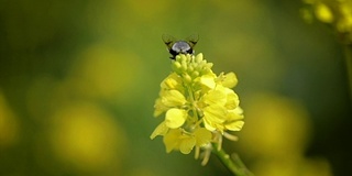 蜜蜂从芥菜花蜜中采集花蜜的慢动作。