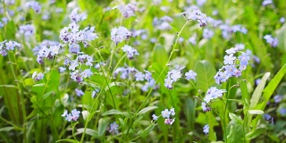 美丽的蓝色野花。