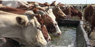 草地上的牛在喝水