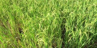 泰国美丽的农业水稻