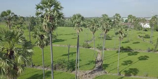 4K鸟瞰美丽的农业水稻和棕榈树