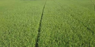 4K鸟瞰图美丽的农业水稻水稻