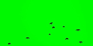 在绿色屏幕背景上，黑色的鸟从右上方飞了起来