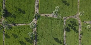 4K鸟瞰美丽的农业水稻和棕榈树