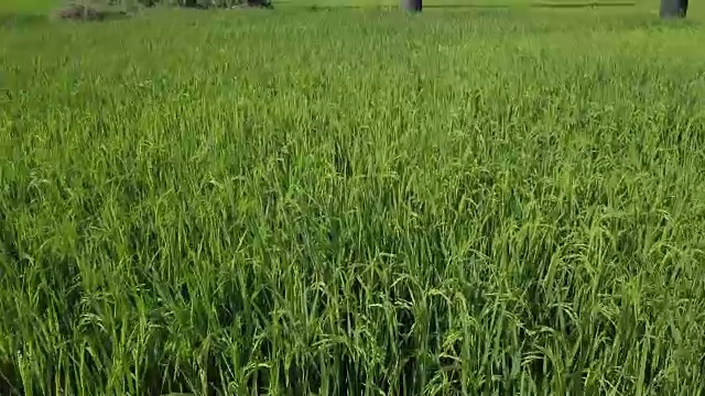 4K鸟瞰图美丽的农业水稻水稻