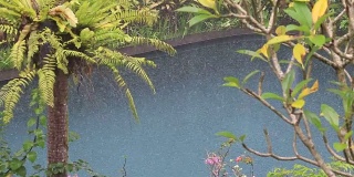 在印度尼西亚，夏日的雨水落在带有热带树木的游泳池上