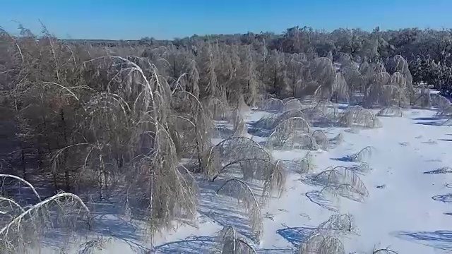 越过冬天倒下的树