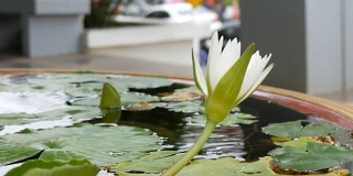 人工池塘中的装饰花园百合。美丽的白色装饰花在一个小人工水库
