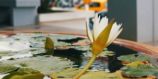 人工池塘中的装饰花园百合。美丽的白色装饰花在一个小人工水库