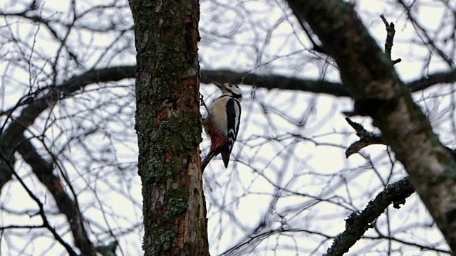 啄木鸟在冬天的森林里敲木头