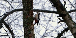 啄木鸟在冬天的森林里敲木头