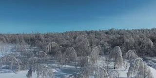 在冰的重压下的树木