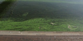 海藻在水中开花