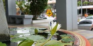 人工池塘中的装饰花园百合。美丽的白色装饰花在一个小人工水库